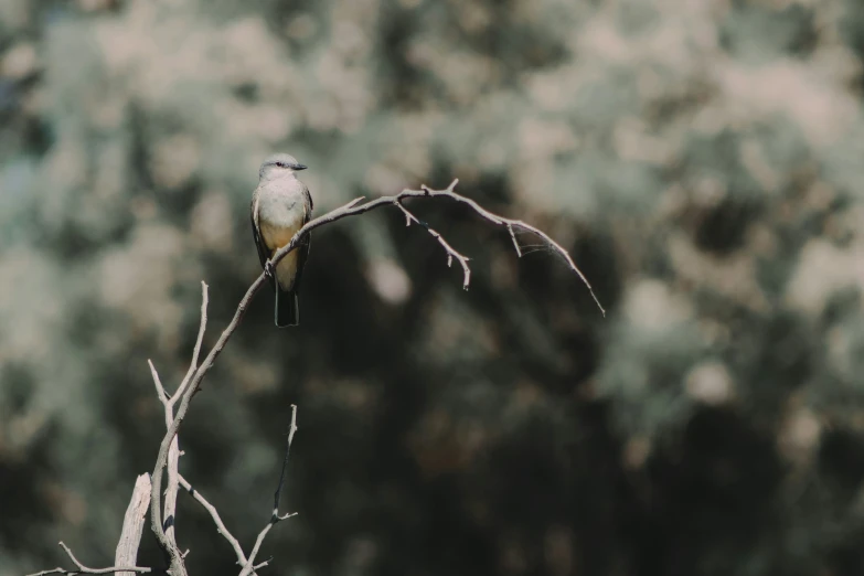 a small bird perched on a nch next to a forest