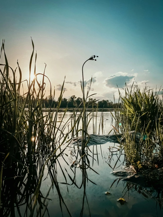 some tall grass sitting on top of a lake