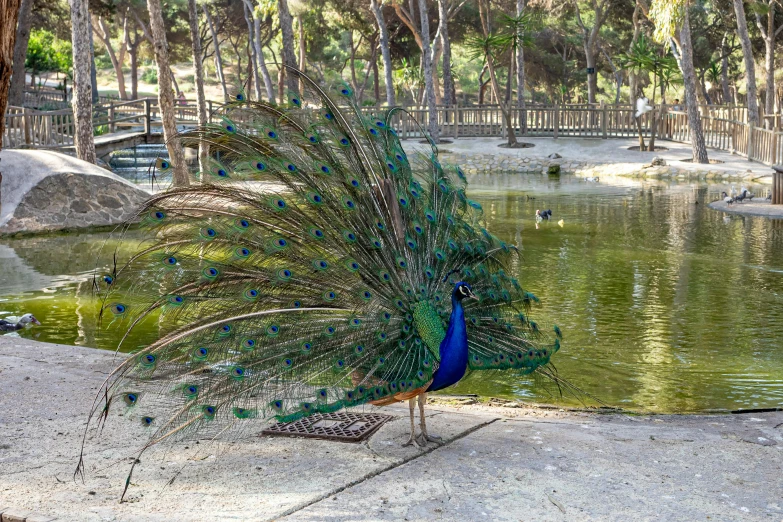 a large peacock with its feathers open by the water