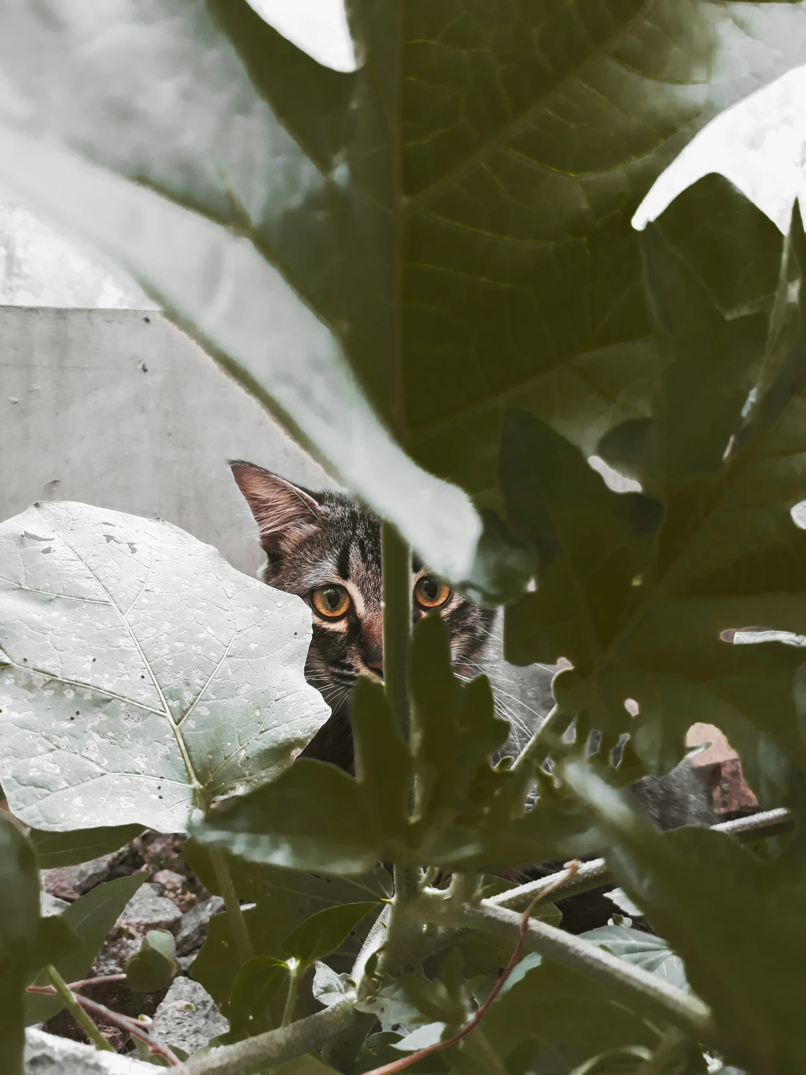 a cat that is looking at soing through a leaf