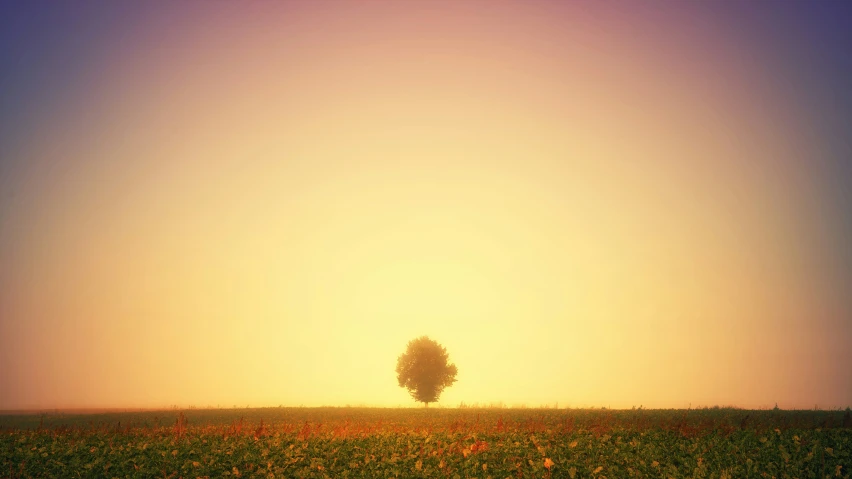 a lone tree in a field during sunset