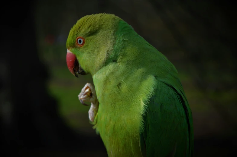 an orange - ed parakeet is sitting on a perch