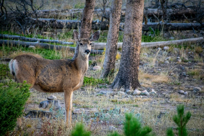 a deer is standing among trees and other plants