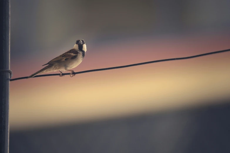 a small bird sitting on the edge of a wire