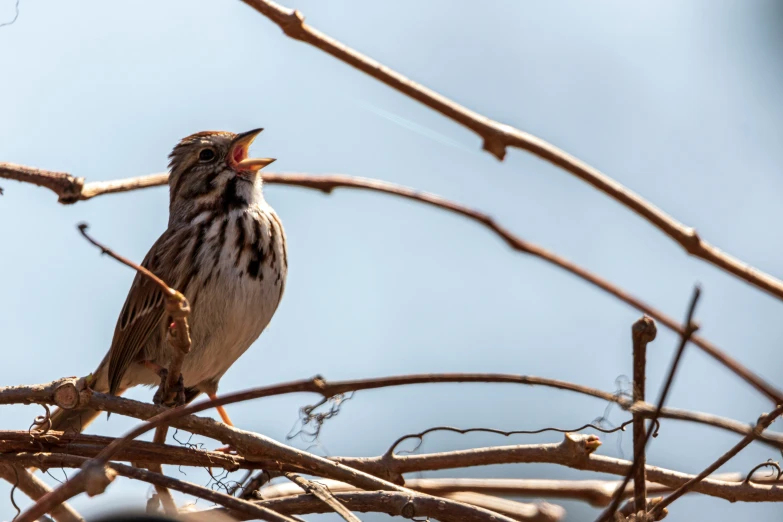 a bird sitting in the nches of a tree