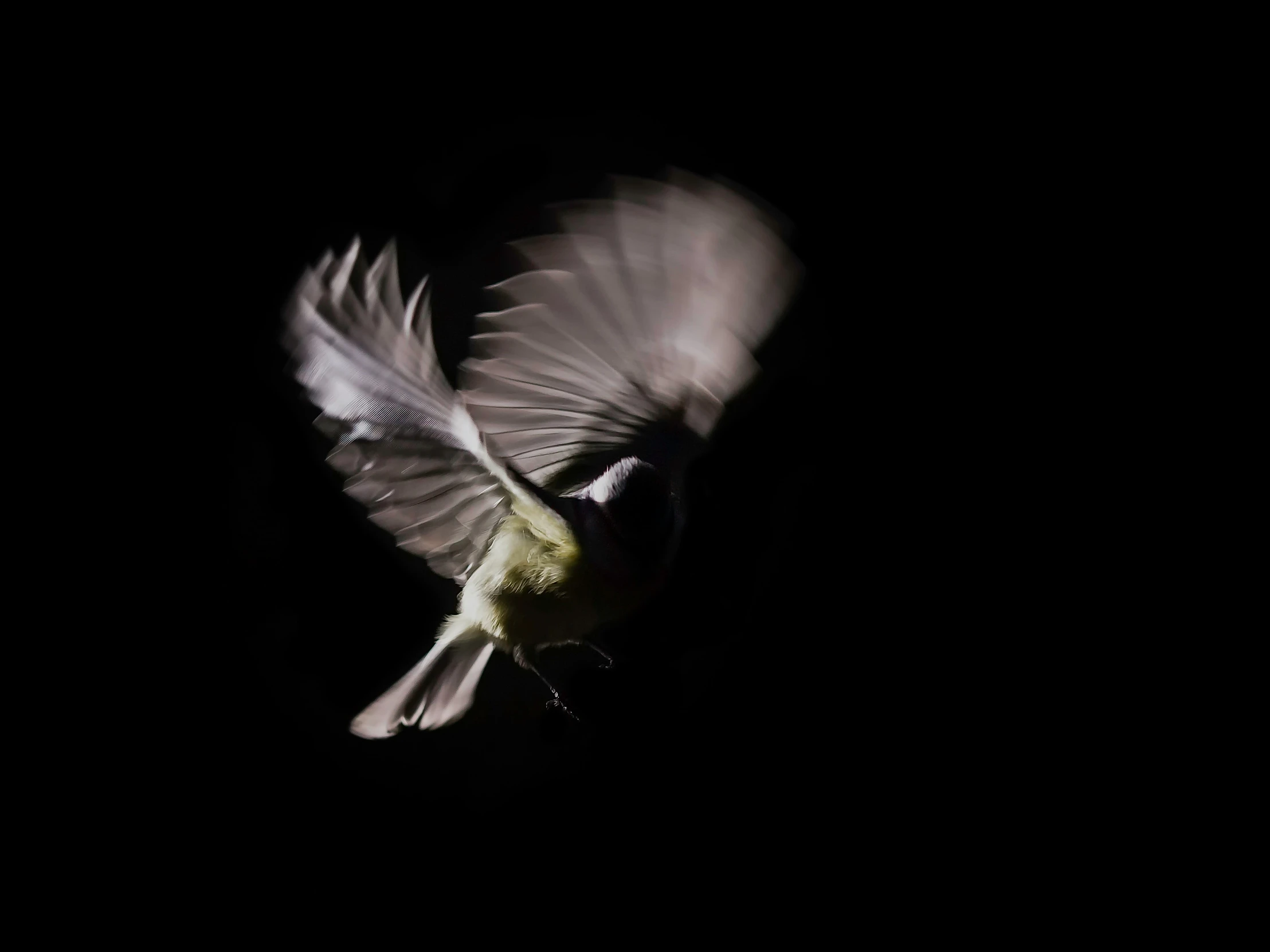 a white bird is flying in the dark