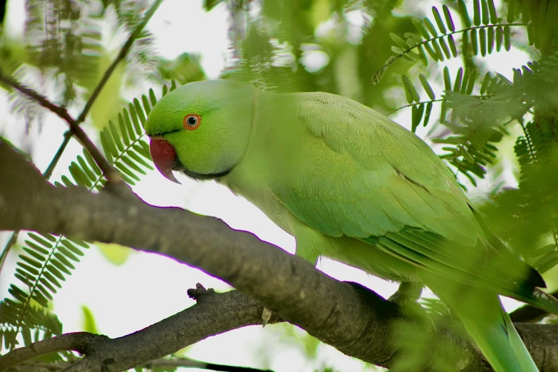 a green bird perched on top of a leafy nch