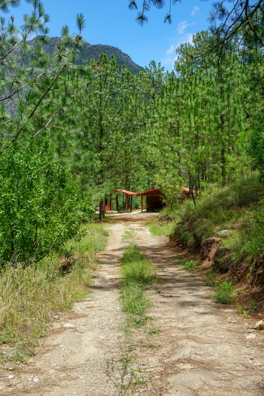 a dirt road near trees and bushes with mountains in the background