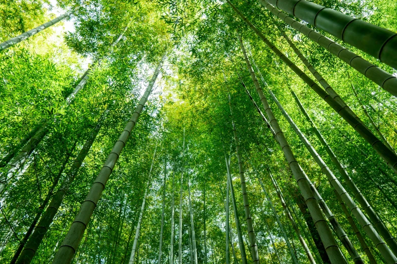 an image of the inside of a bamboo tree forest