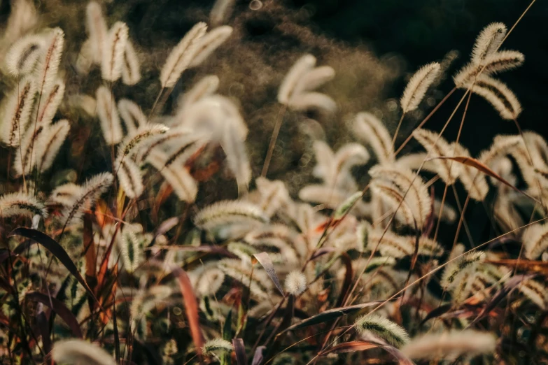 white, red and green plants that are blurry in the background