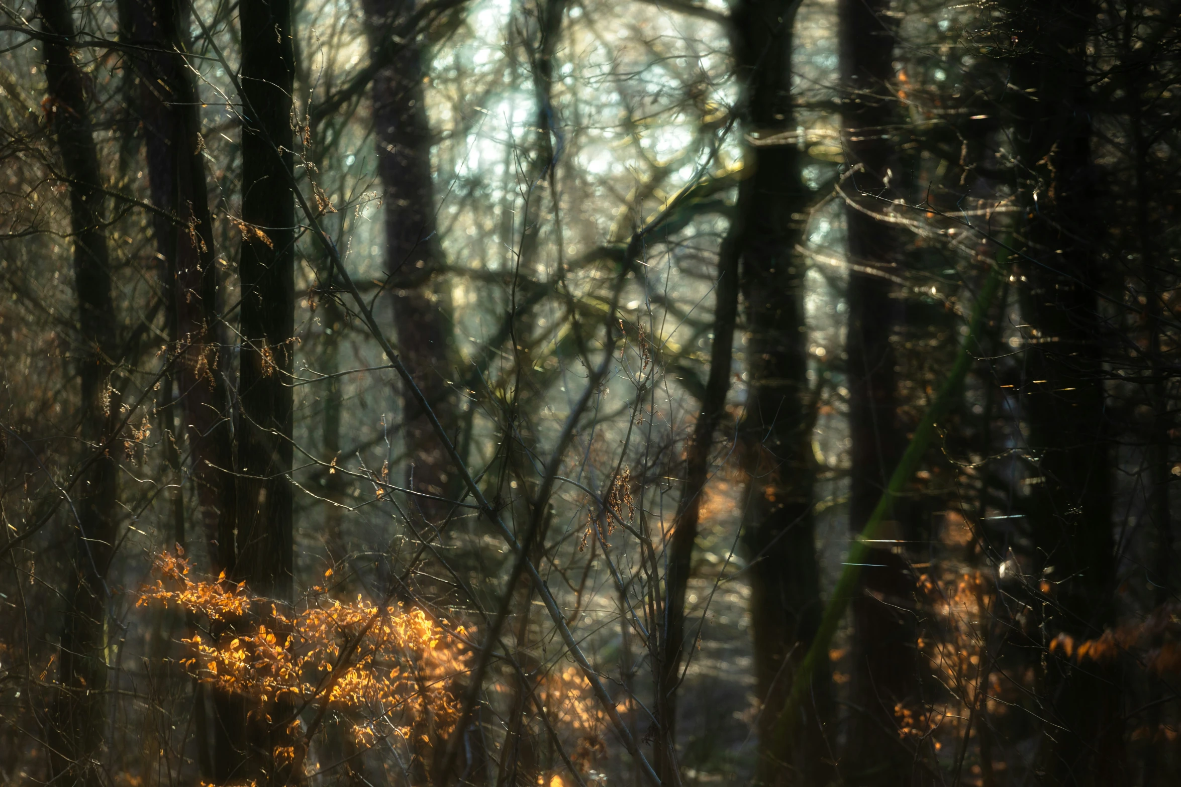 the sunlight shining through trees in a forest