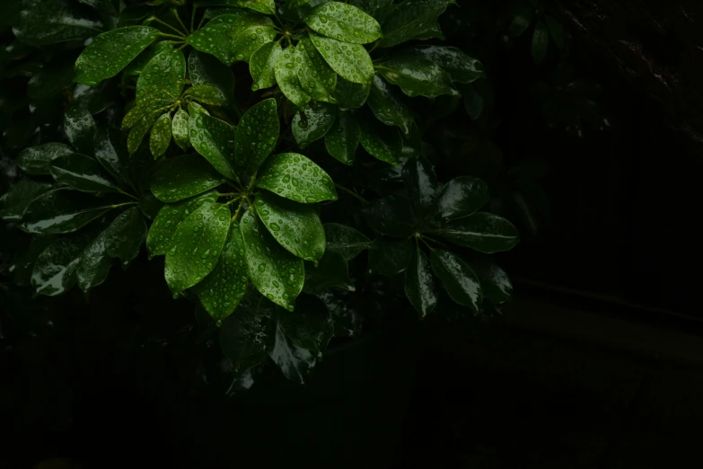 the leaves and stems of a green plant at night
