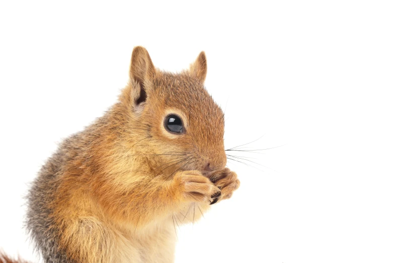 a squirrel with large brown eyes and brown tail