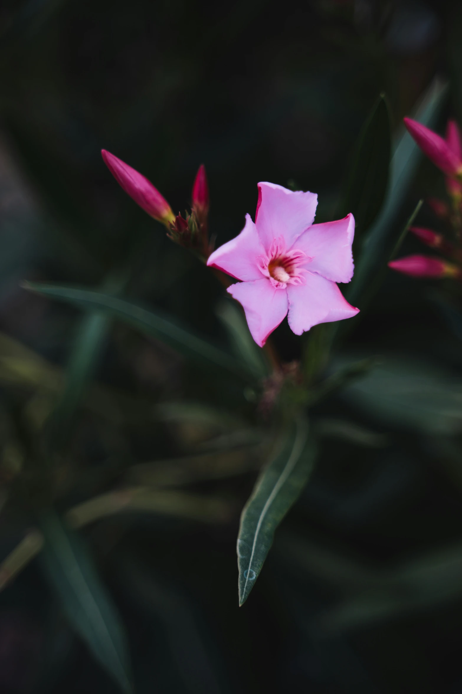 a pink flower in a small nch with many green leaves