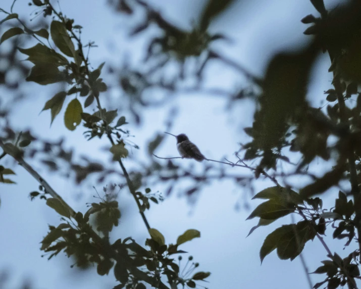 a humming bird sitting on a nch in a tree