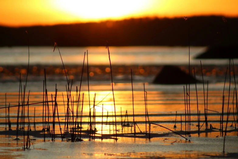 some plants and poles in a body of water