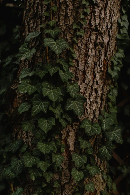 ivy on a tree trunk with leaves