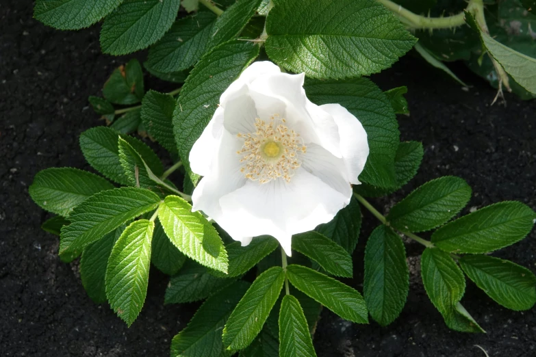 a white flower that is growing in a plant