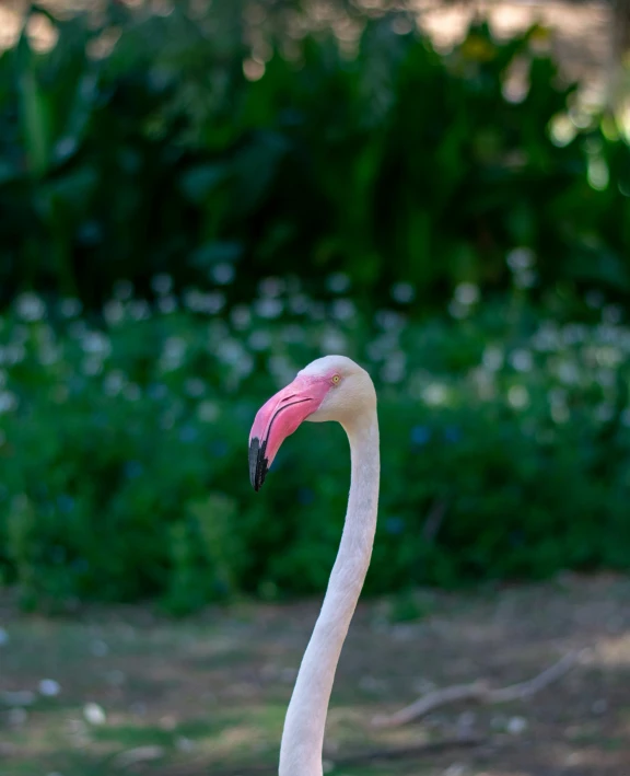 a pink bird with black eyes stands in a field