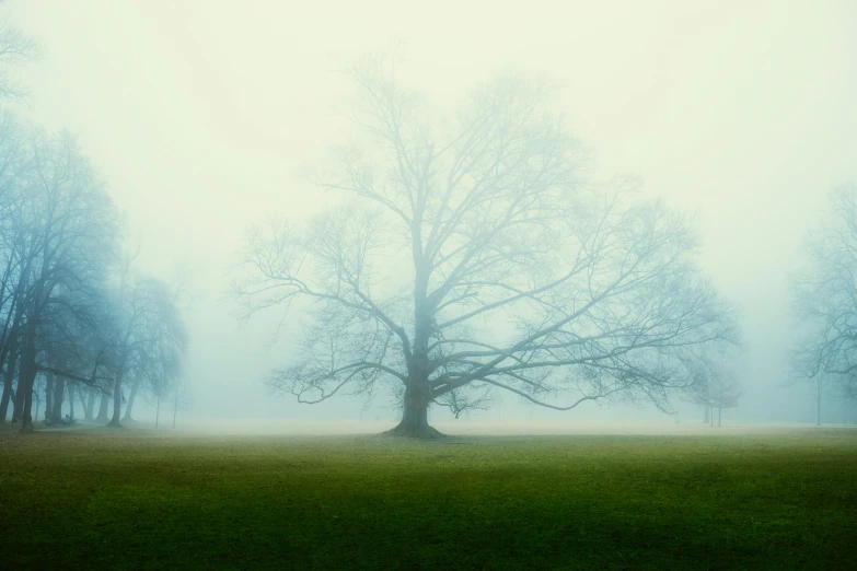 a very foggy, tree in a grassy area