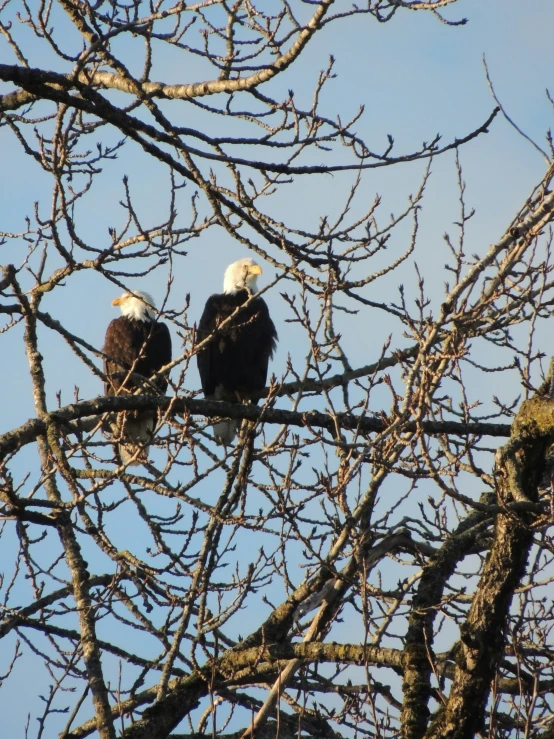 there are two bald bald eagles sitting in the nches