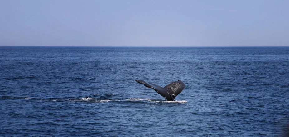 a large whale tail flups out of the ocean
