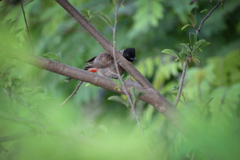 small bird perched on nch in front of trees