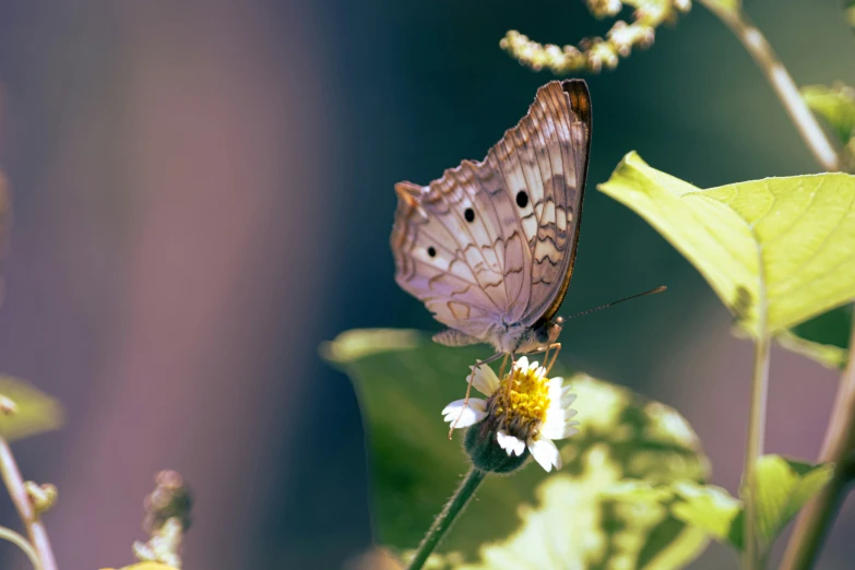 a erfly that is sitting on a flower