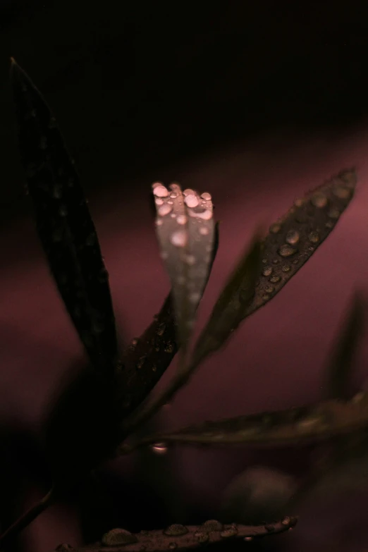 the drops of water can be seen on the stem