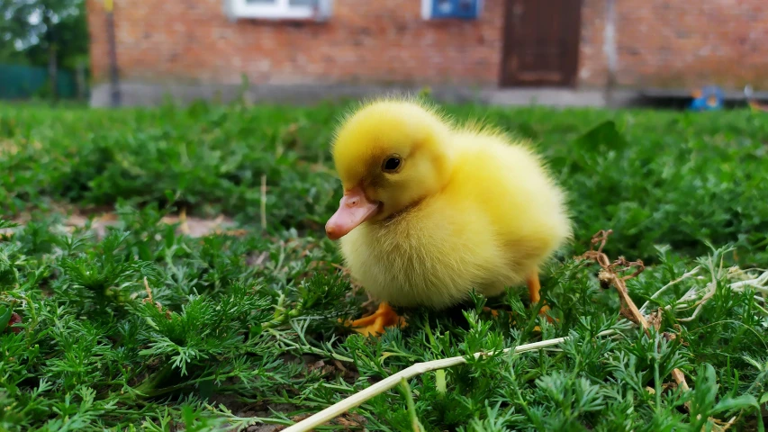 a small yellow duck sitting on top of grass