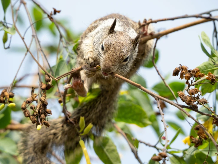 a squirrel eating leaves off the side of a tree