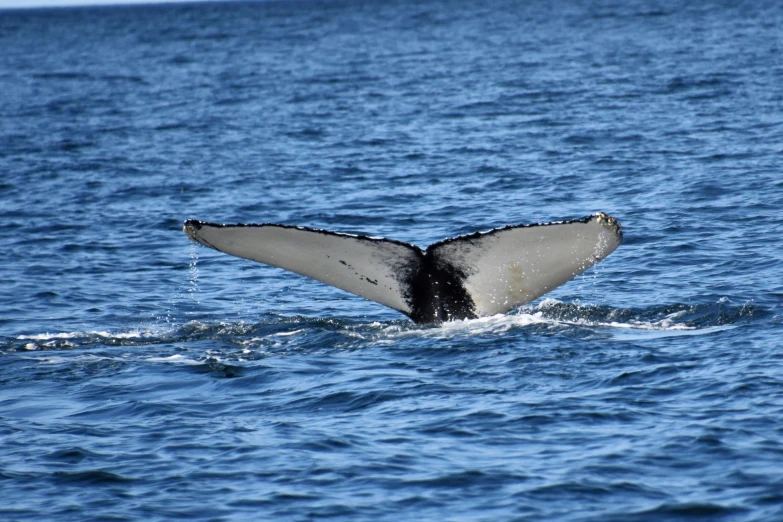 the tail of a whale is visible from a ship