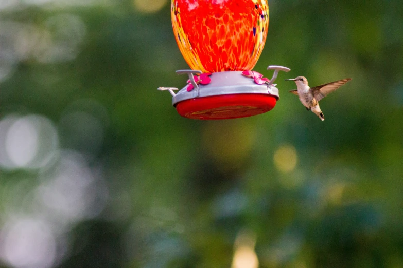 this is a hummingbird feeding on a bird feeder