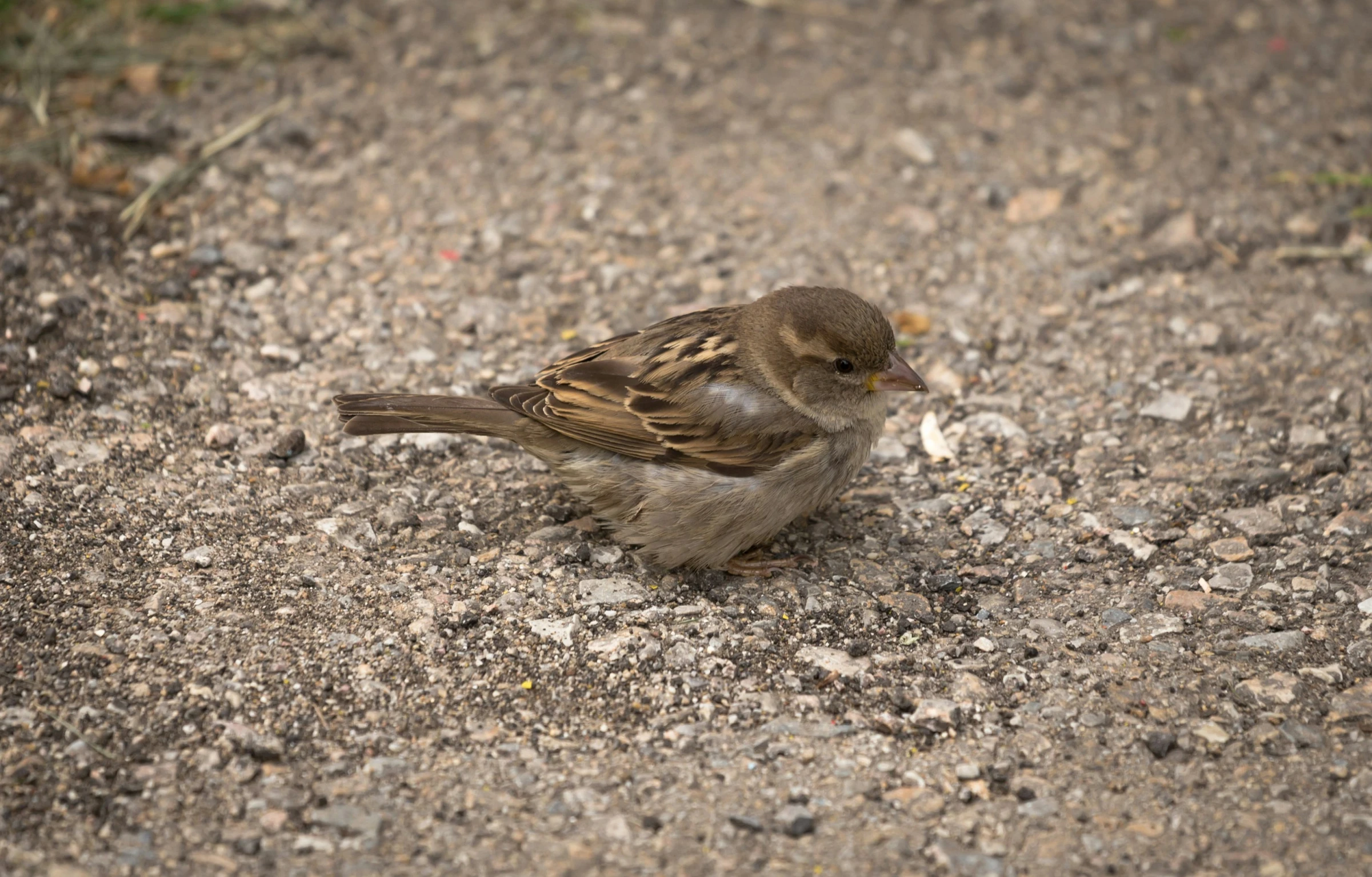 a bird that is sitting on the ground