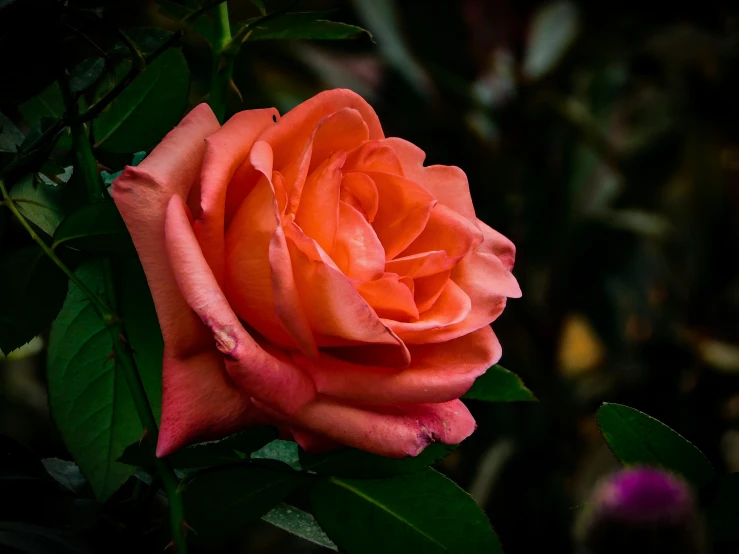 a pink rose with some green leaves and purple flowers