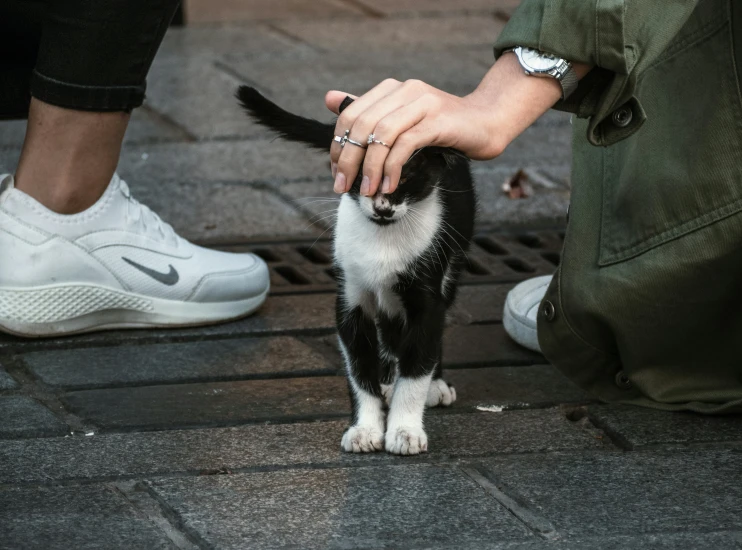 a person reaches down toward a little black and white cat