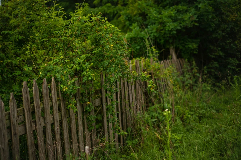 a wooden fence next to a green grass and shrubbery