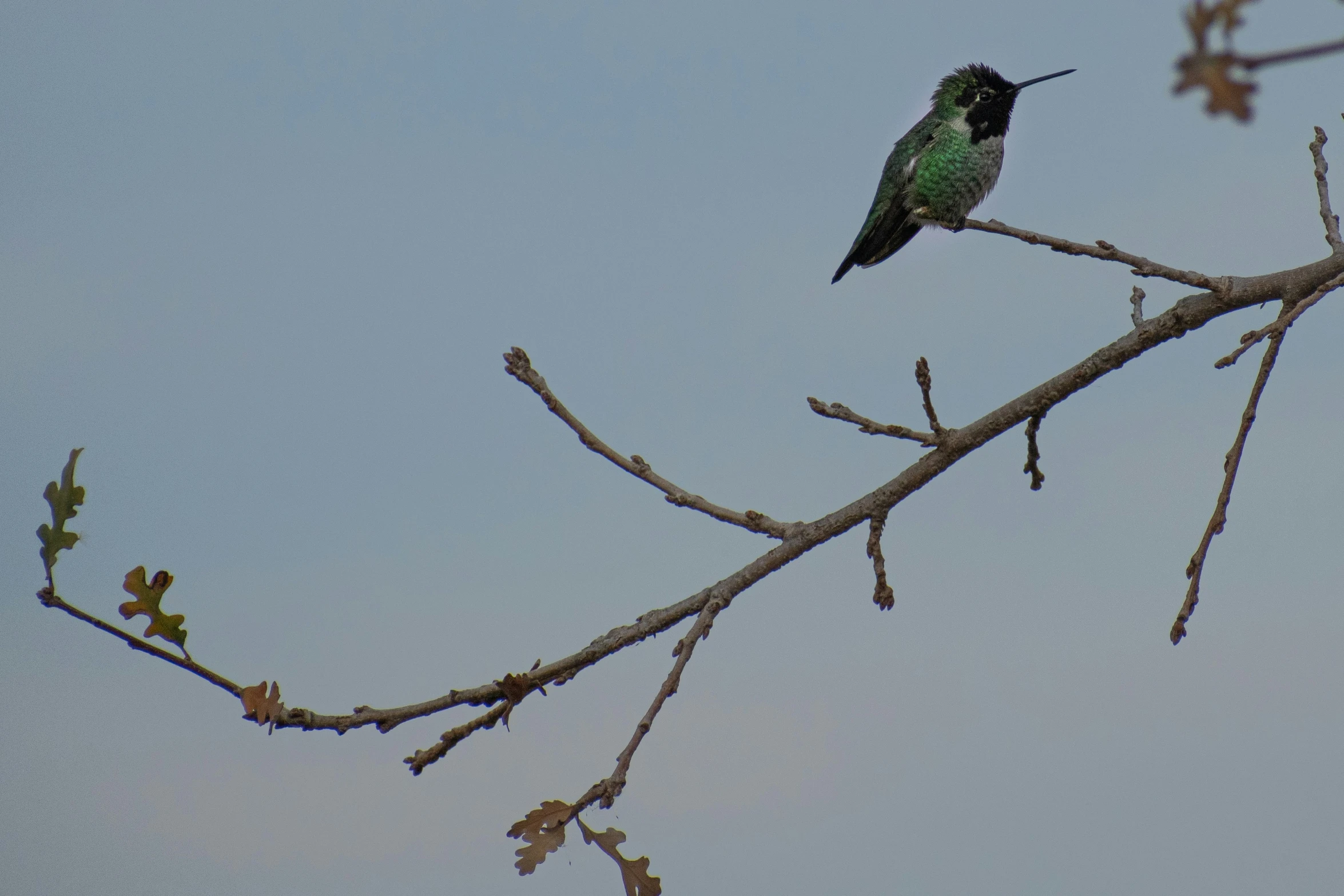 a small bird perches on the thin nch