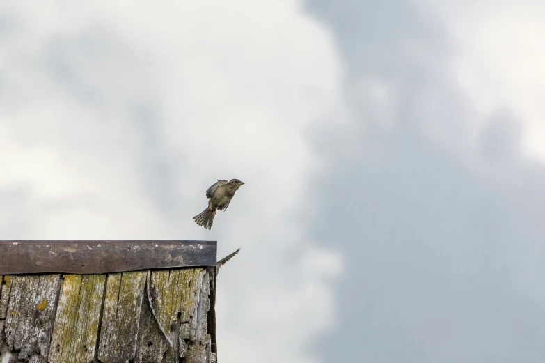 the bird is perched up on the wood post