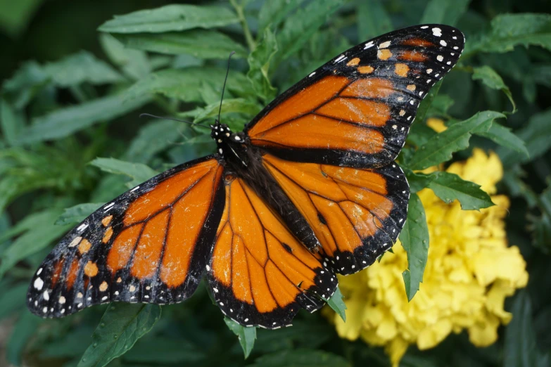 the monarch erfly is sitting on the leaves and flowers