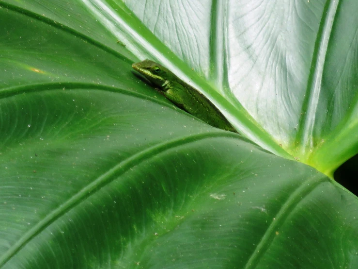 a leaf with some green thing sitting on it