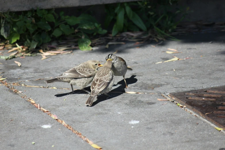 the birds are sitting in the sun on the sidewalk