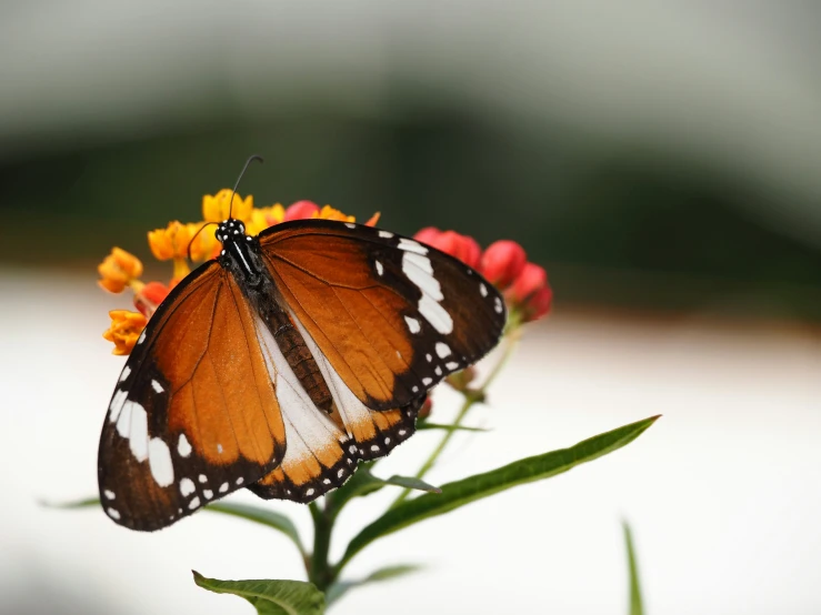 a single erfly is flying around a small orange flower