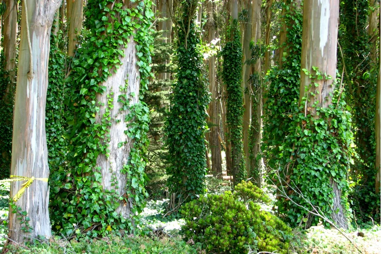 lush foliage covers trees in a woodland setting