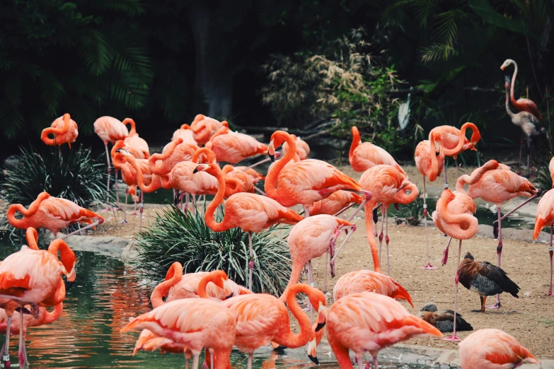 an open area with many flamingos walking around the water