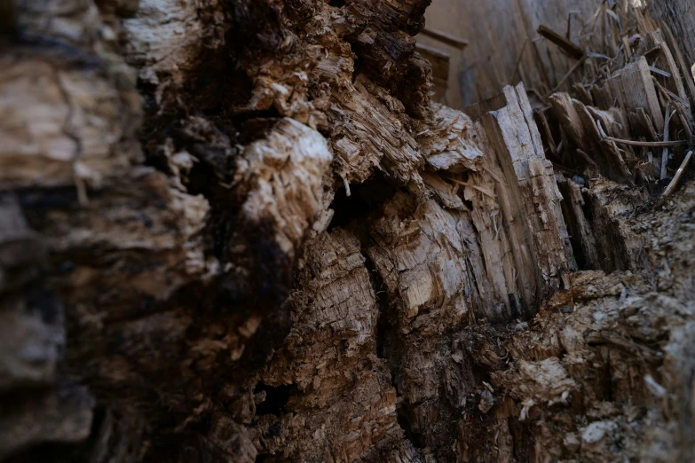 old and tree trunks growing up against a building