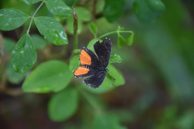 orange and black erfly on small leafy plant