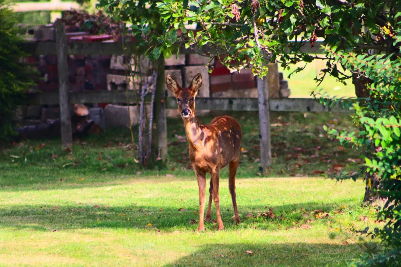 an alert deer looks at the camera while standing in a field