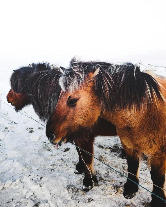 two small horses in the snow next to a wire fence