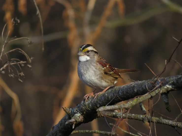 a small bird perched on a tree nch